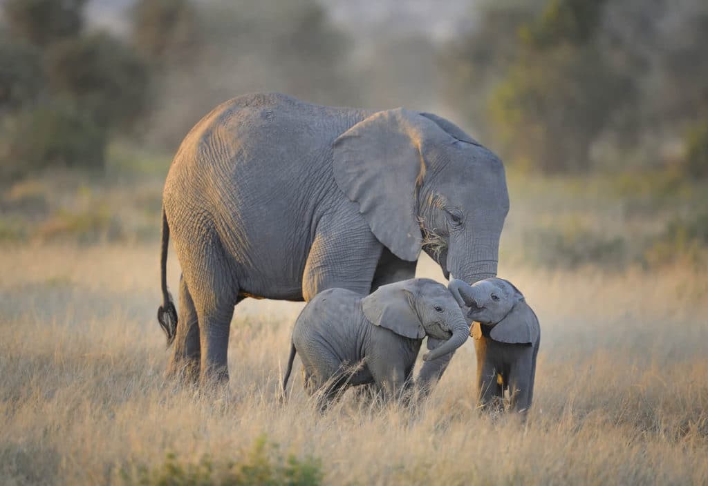 Safaris en Africa