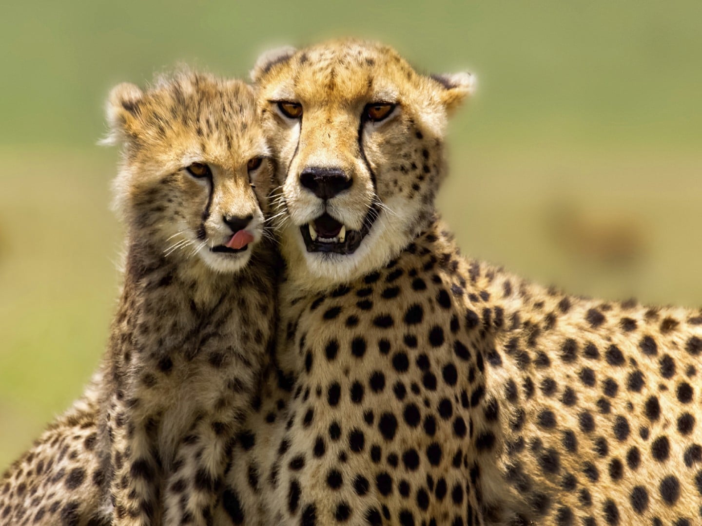 Leopardo vs guepardo ¿Quién es el más rápido?