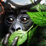 Gorilas- Uganda-Ratpanat