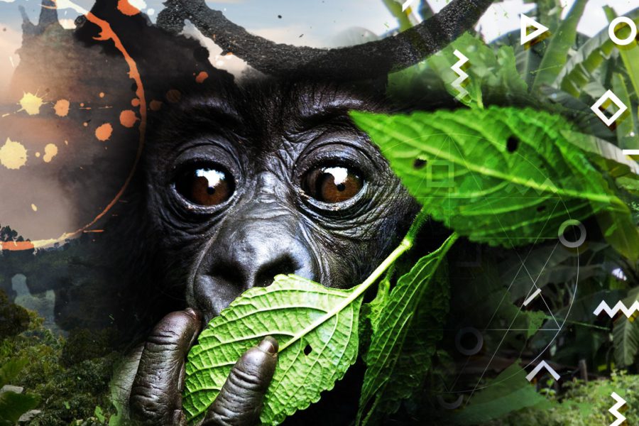 Uganda, el gran paraíso de los gorilas de montaña