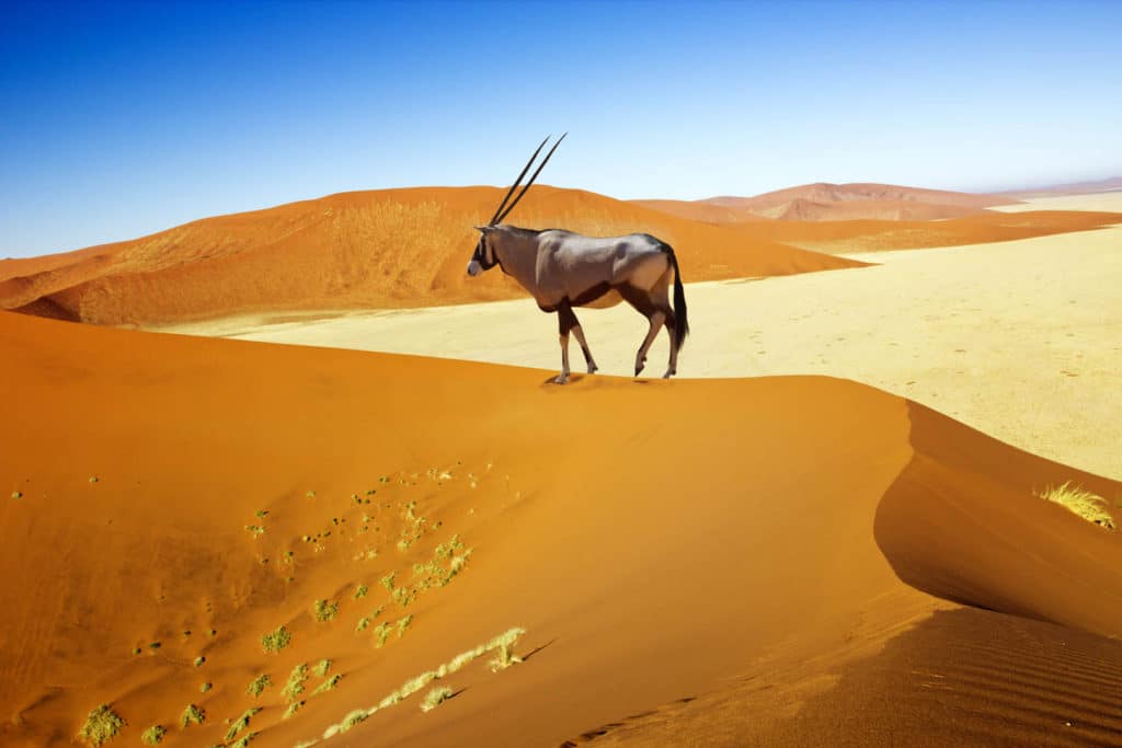 Namibia -Desierto del Namib-Oryx