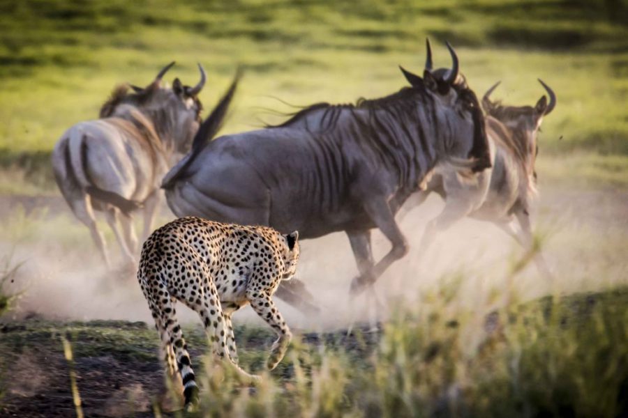 Safari en Masai Mara: Cinco actividades muy TOP!!