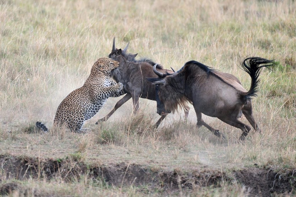 Gran-migracion- safaris en África