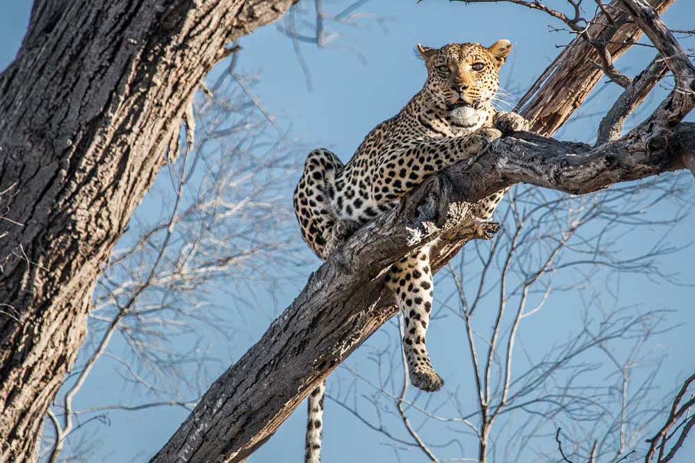 leopardo Botswana