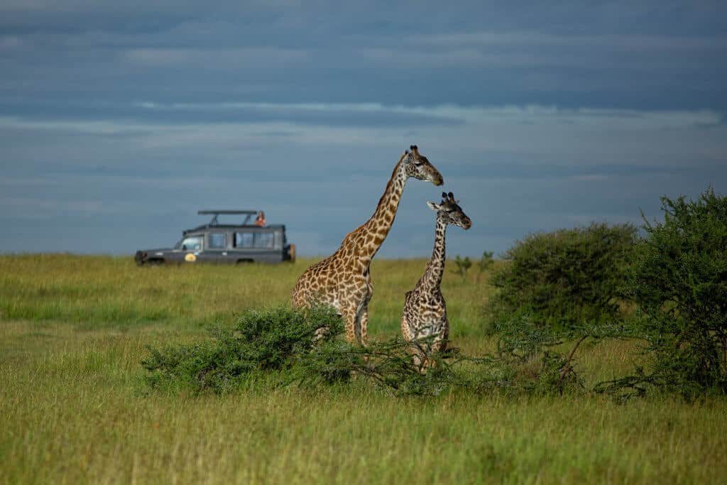 Safari-Serengeti-Ratpanat
