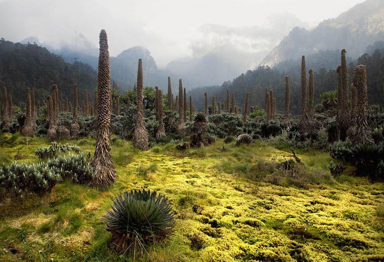 Montañas Rwenzori- maravillas-Naturales-de-Africa