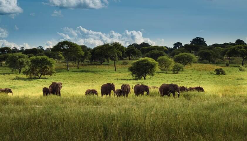 elefante africano