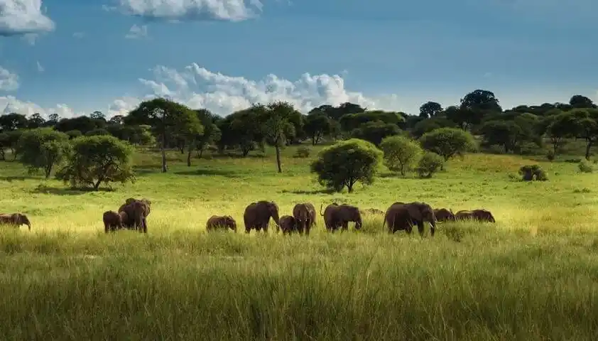 Los secretos del elefante africano que no conocías