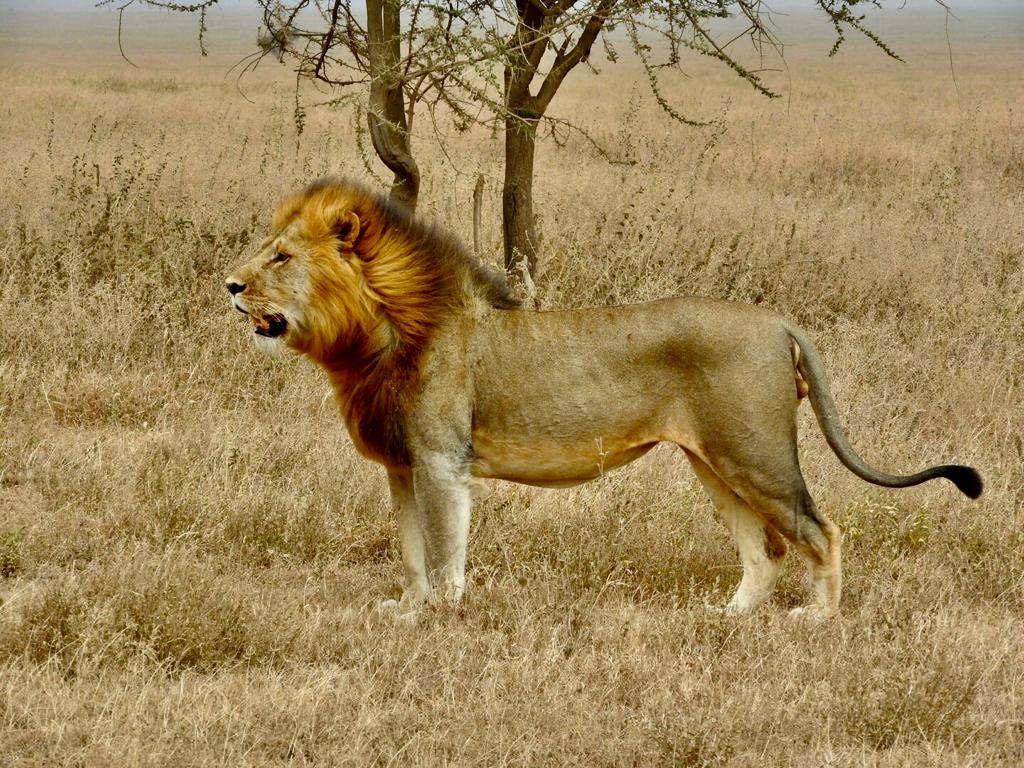 Leon en el Serengeti