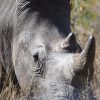 Santuario de Rinocerontes de Ziwa: dónde ver rinocerontes en Uganda