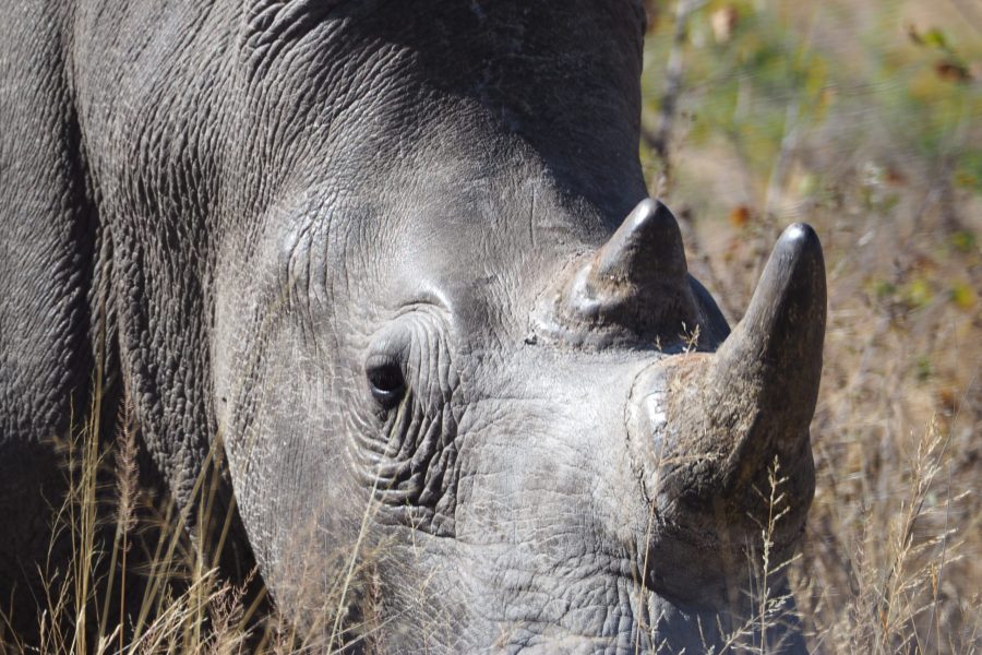 Santuario de Rinocerontes de Ziwa: dónde ver rinocerontes en Uganda